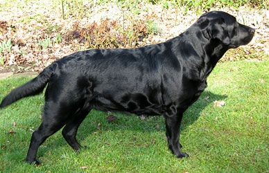 Labrador Hundezucht Niemeyer