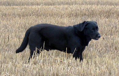 Labrador Askan - Hundezucht Niemeyer
